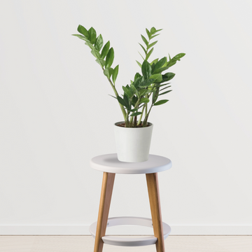 ZZ plant – white pot combo